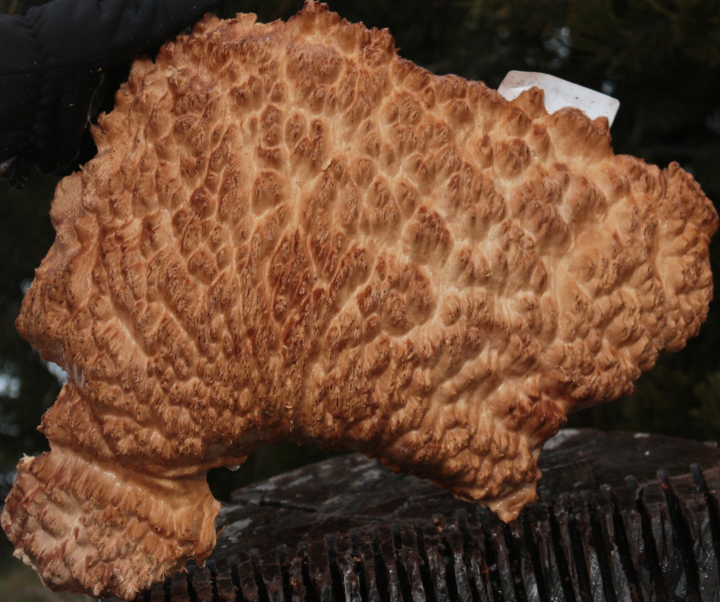 Gold Mallee Burl Cap