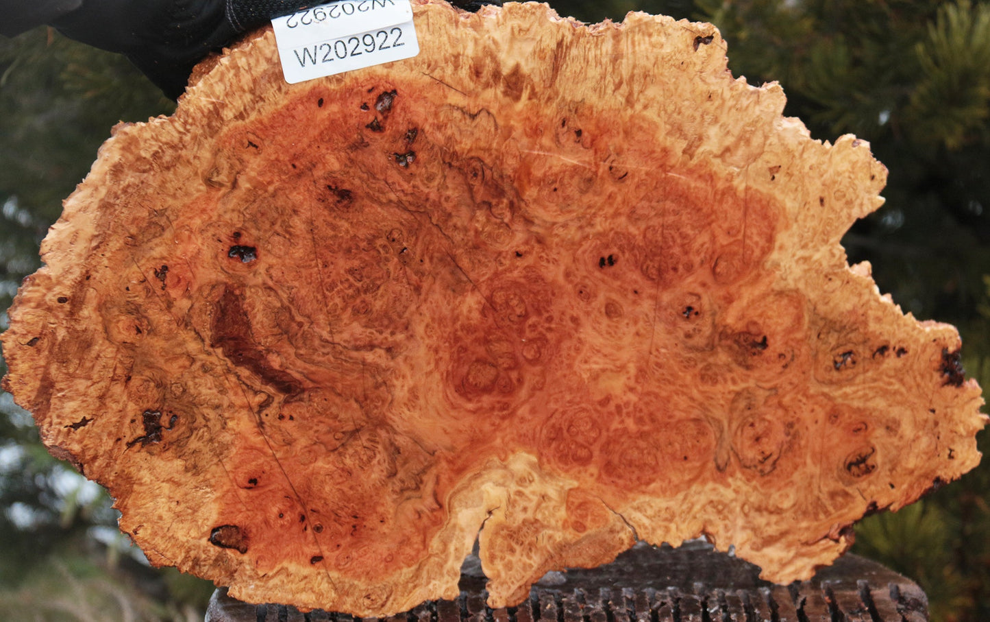 Red Mallee Burl Cap