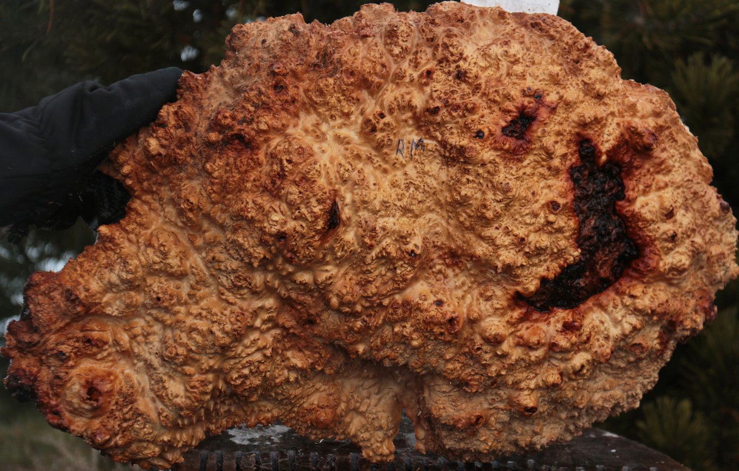 Red Mallee Burl Cap