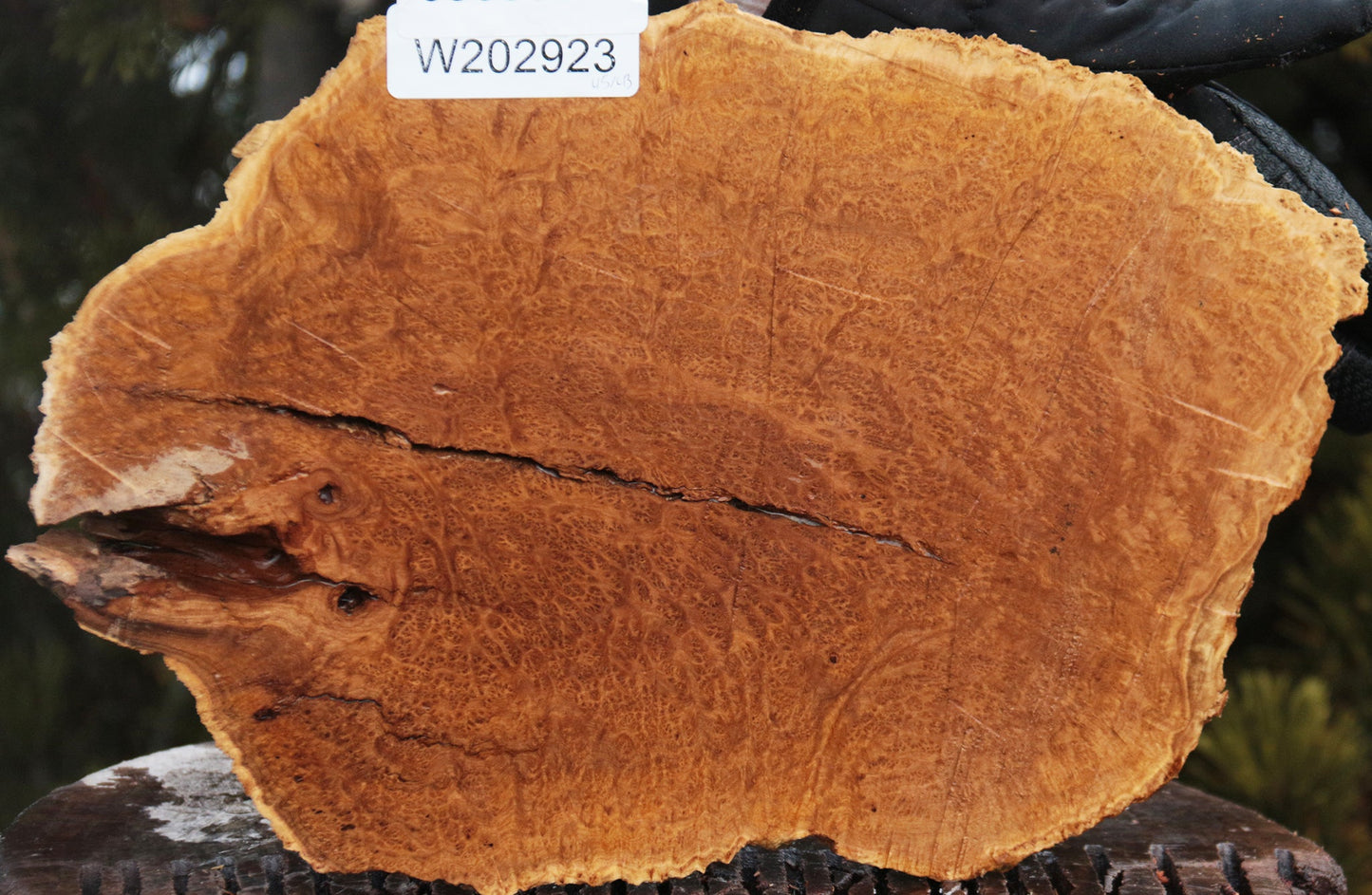 Gold Mallee Burl Cap