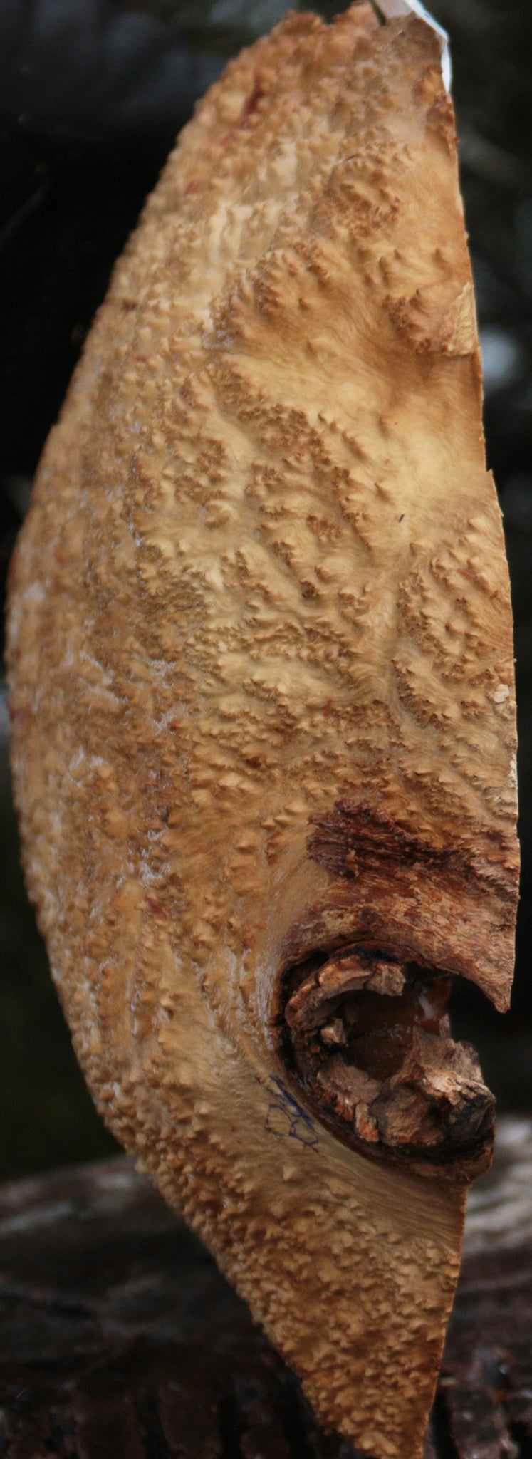 Gold Mallee Burl Cap
