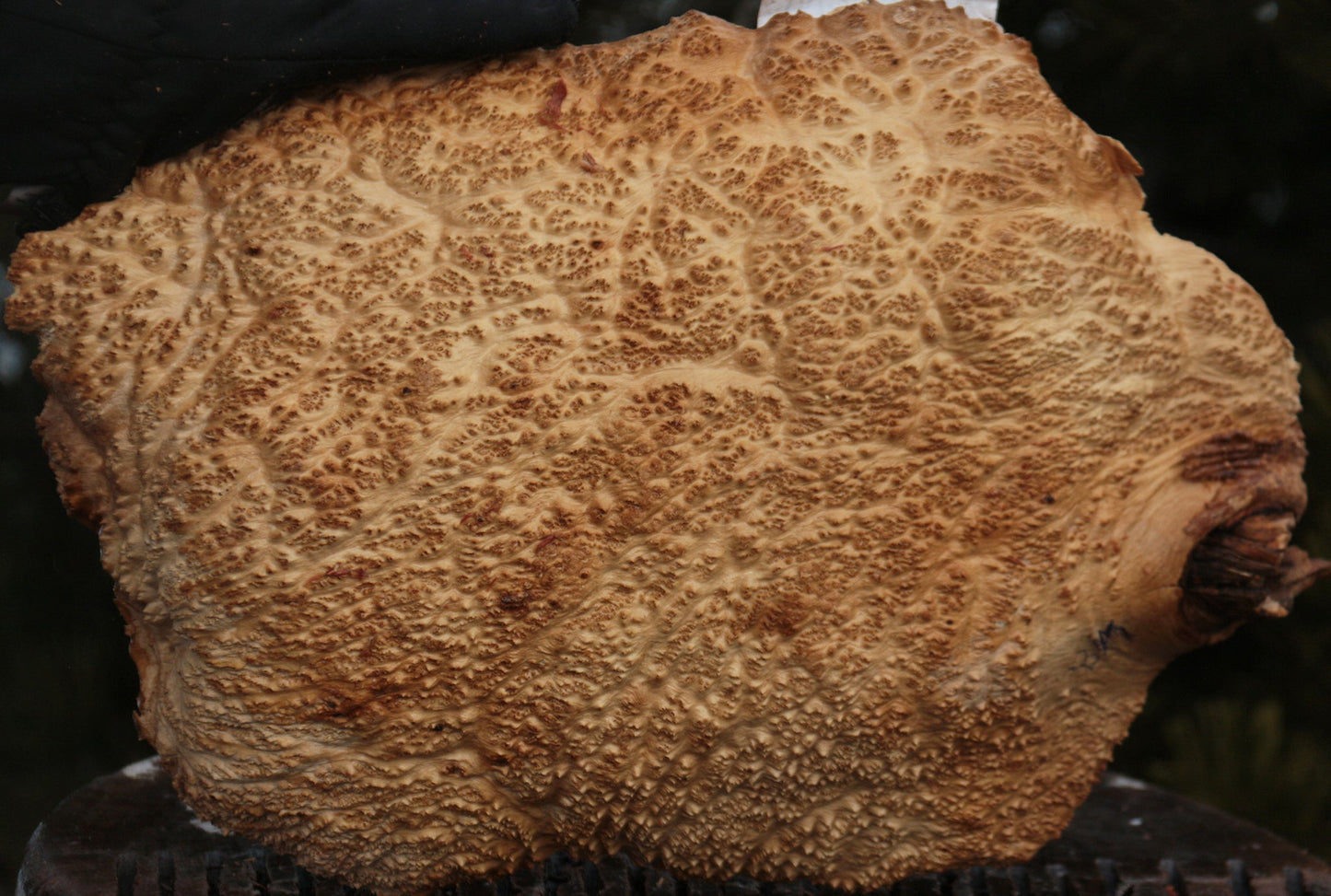 Gold Mallee Burl Cap