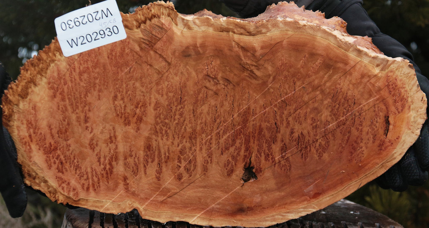 Gold Mallee Burl Cap