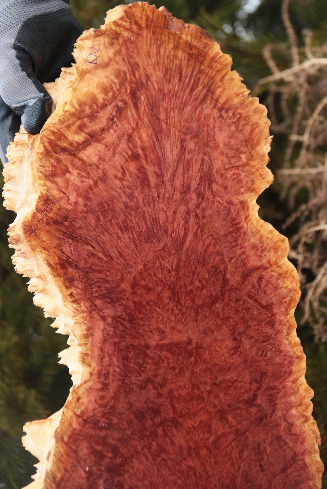 Red Mallee Burl Cap