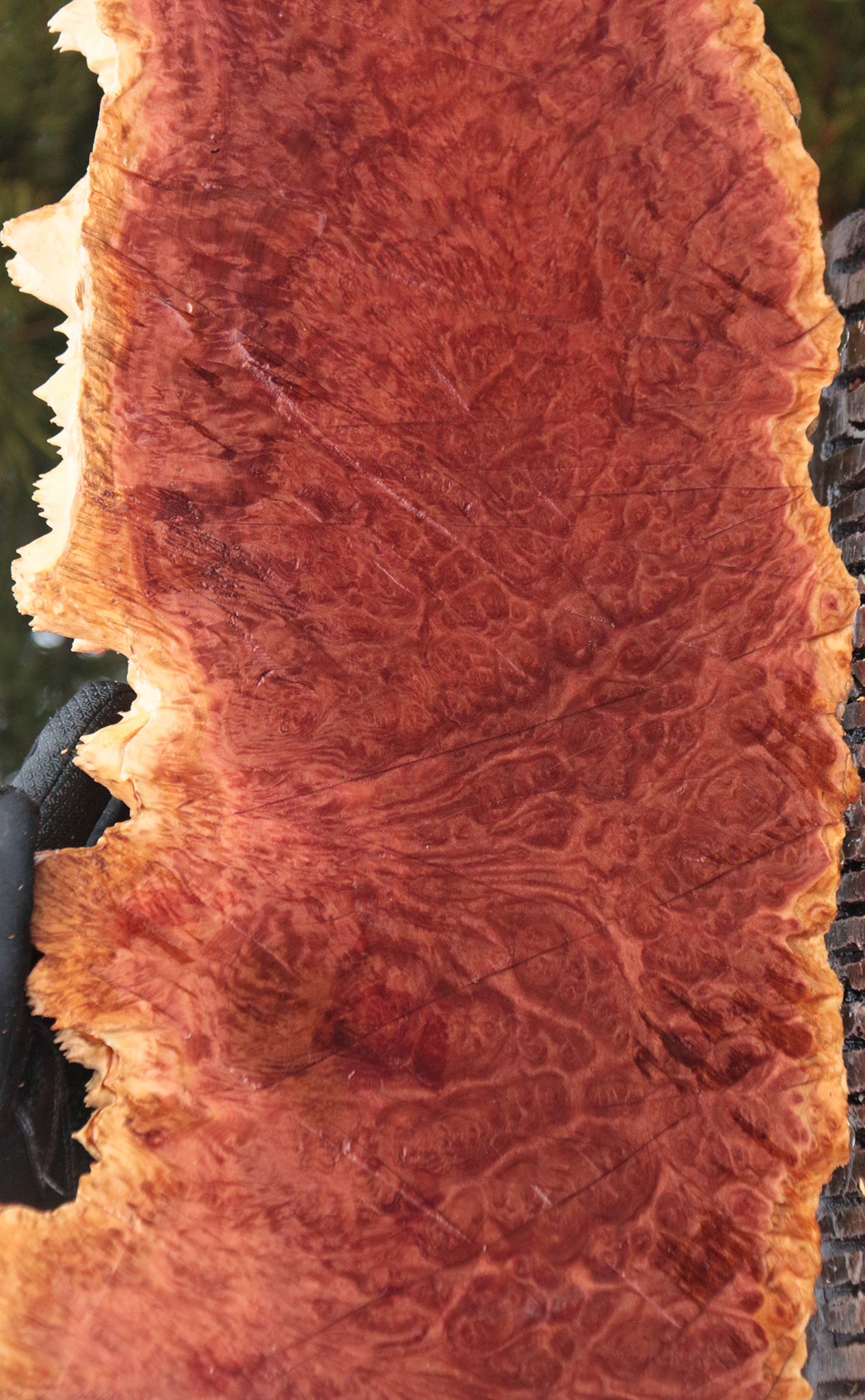 Red Mallee Burl Cap