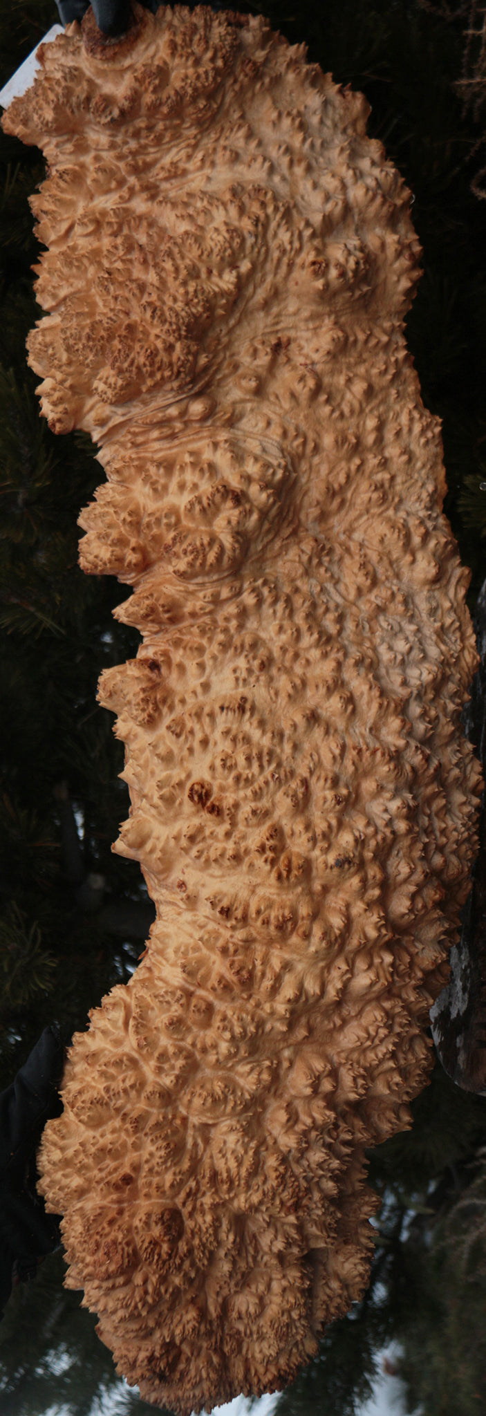 Red Mallee Burl Cap