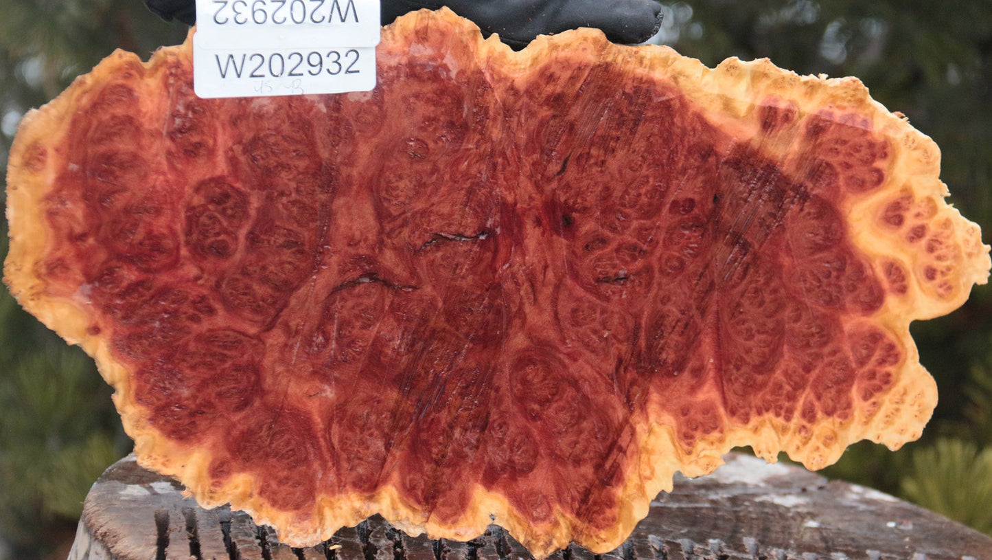 Red Mallee Burl Cap