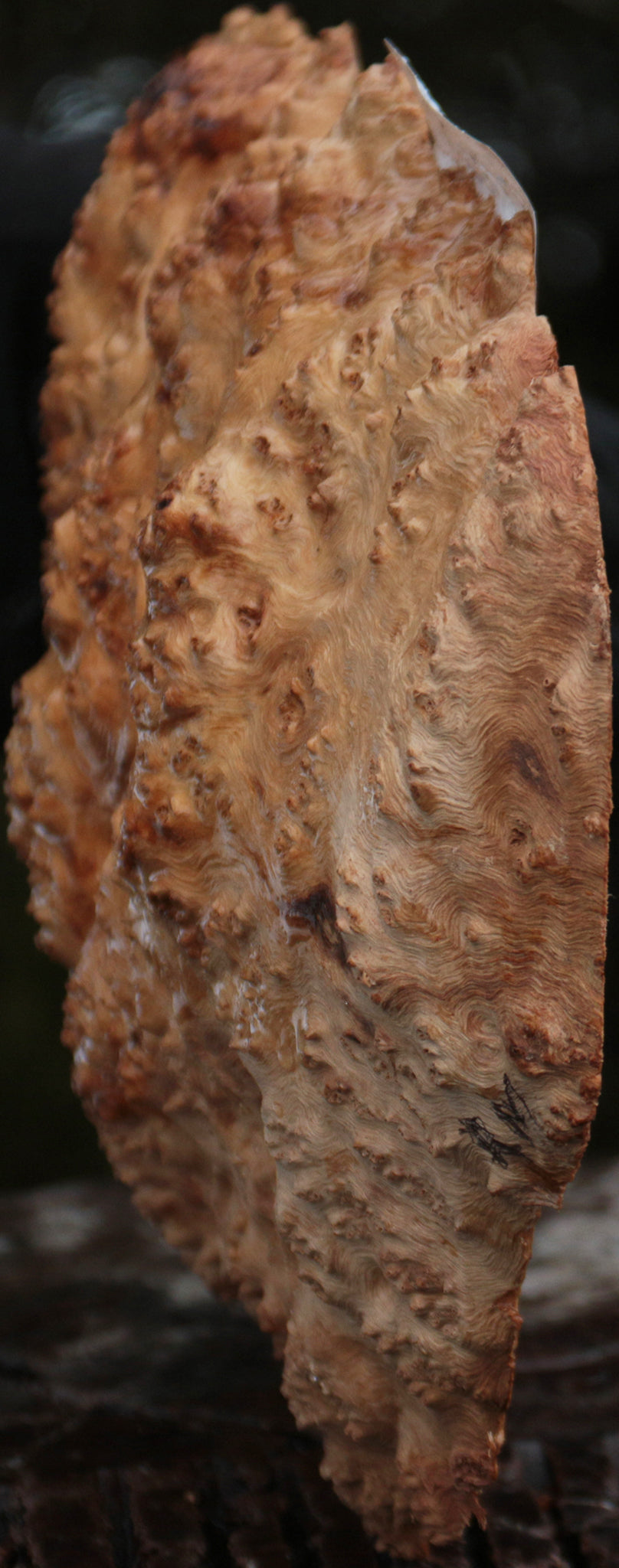 Red Mallee Burl Cap