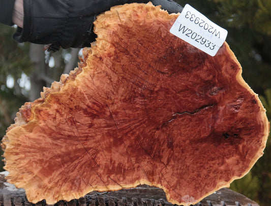 Red Mallee Burl Cap