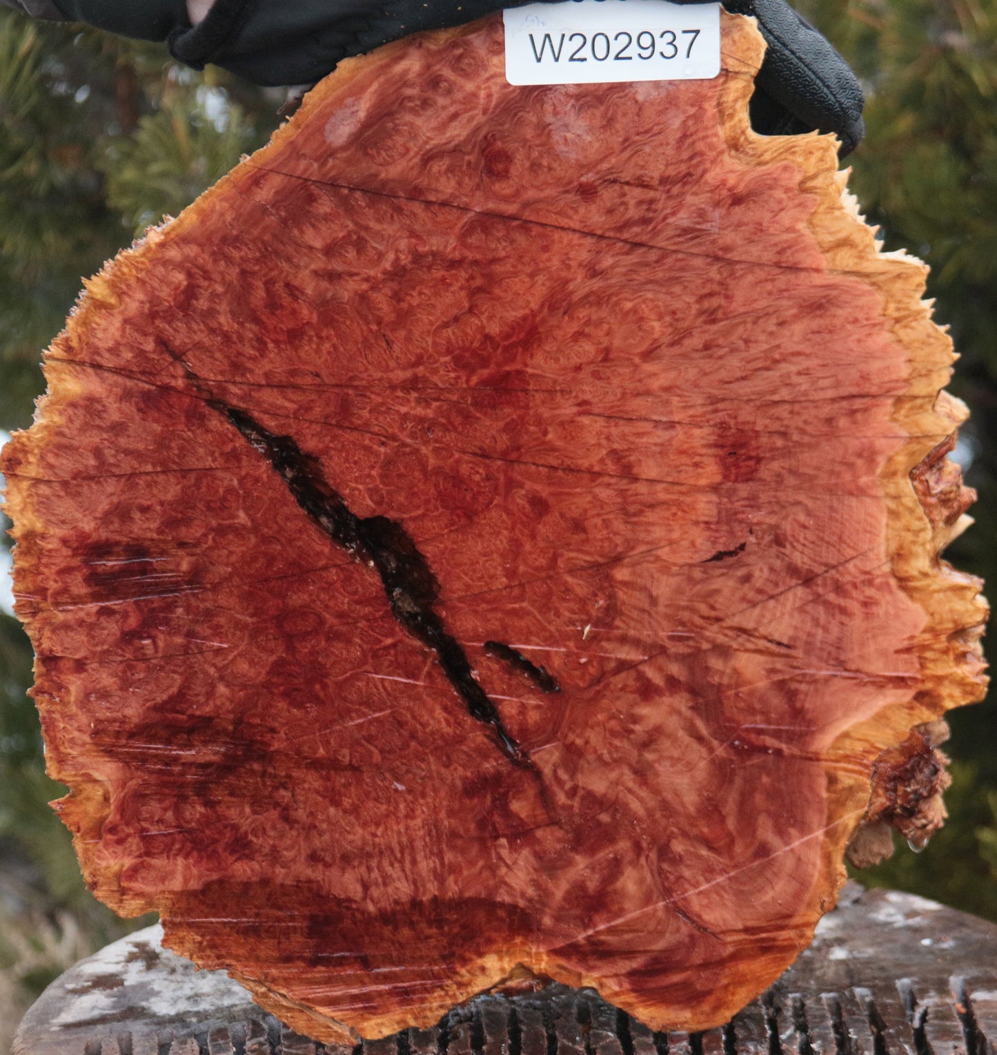 Red Mallee Burl Cap