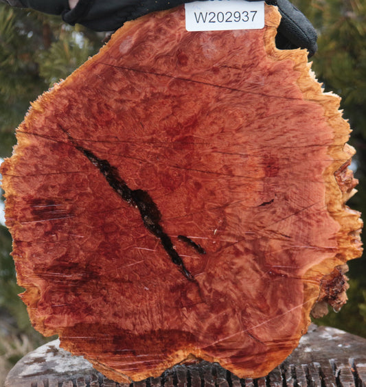 Red Mallee Burl Cap