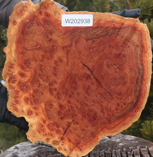 Red Mallee Burl Cap