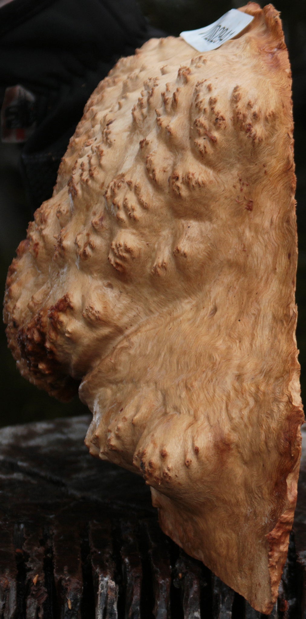 Red Mallee Burl Cap
