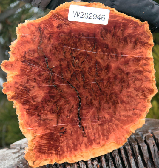 Red Mallee Burl Cap
