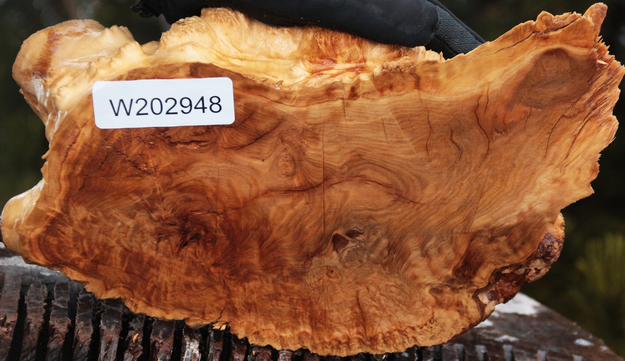 Gold Mallee Burl – Cook Woods