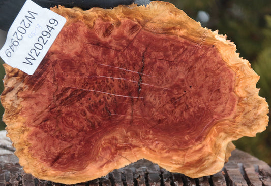 Red Mallee Burl Cap