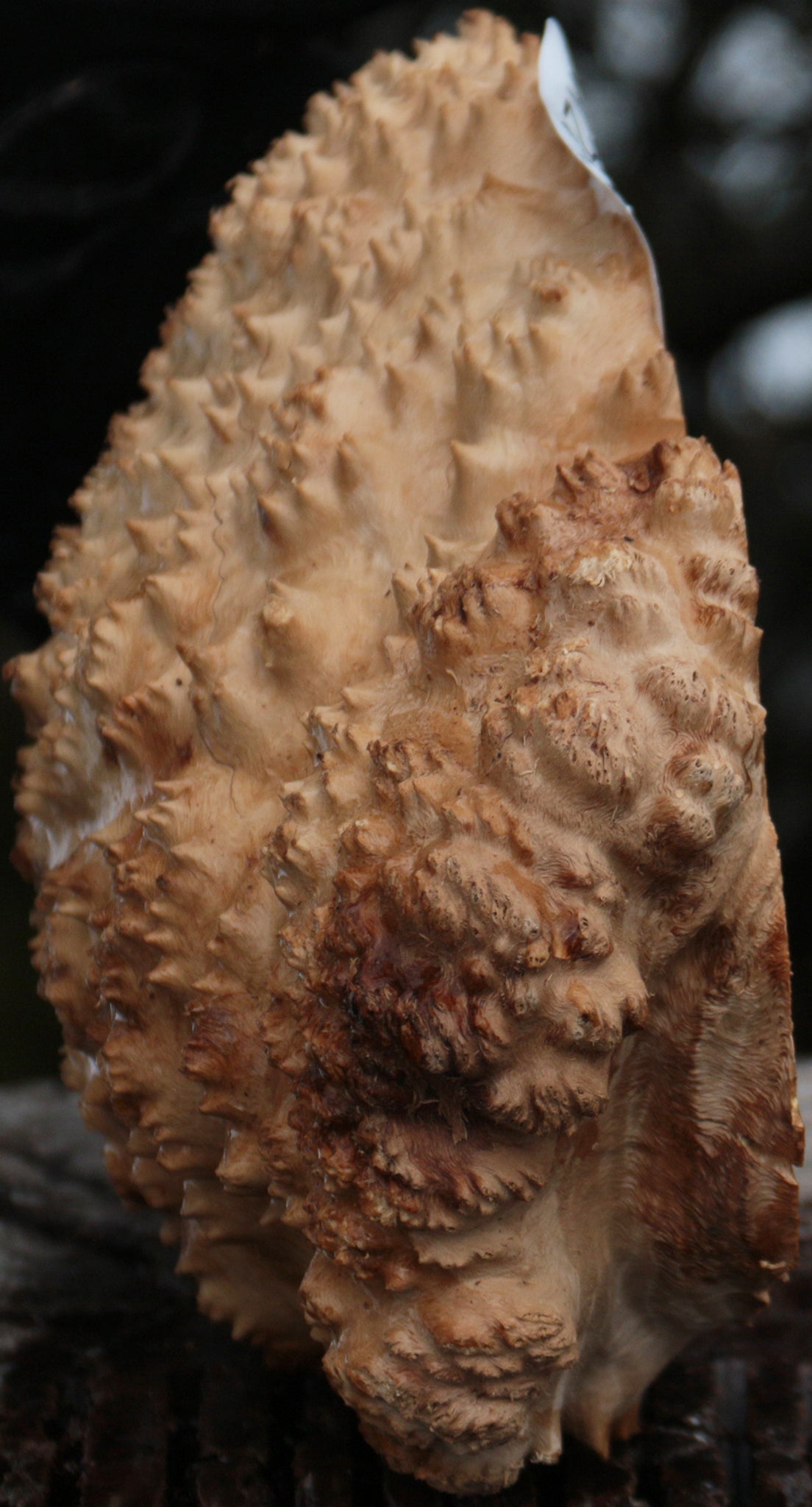 Gold Mallee Burl Cap