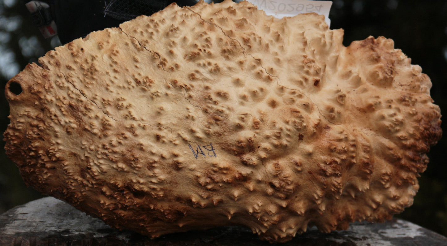 Gold Mallee Burl Cap