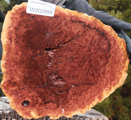 Red Mallee Burl Cap