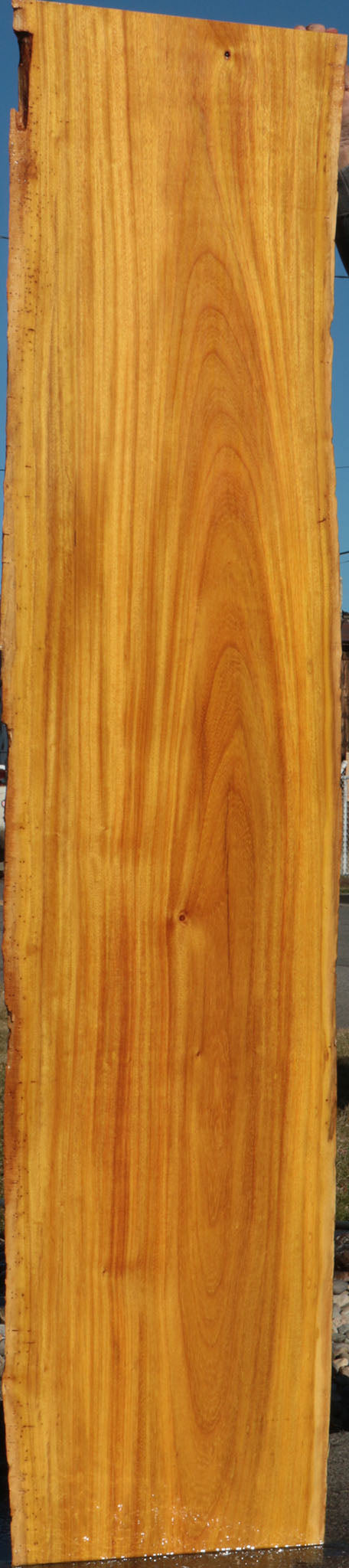 Argentine Osage Orange Live Edge Lumber (Free Shipping Excluded)
