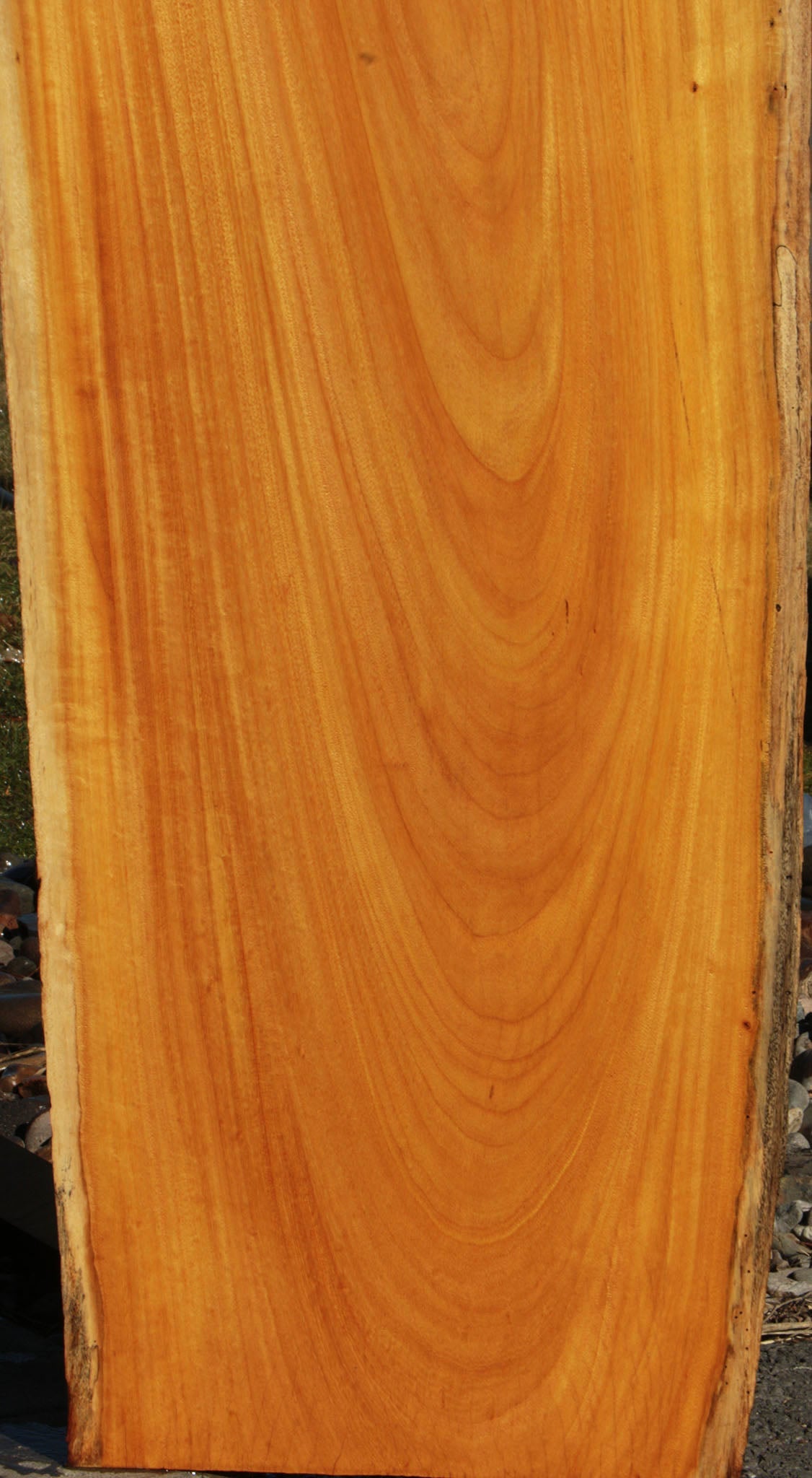 Argentine Osage Orange Live Edge Lumber (Free Shipping Excluded)