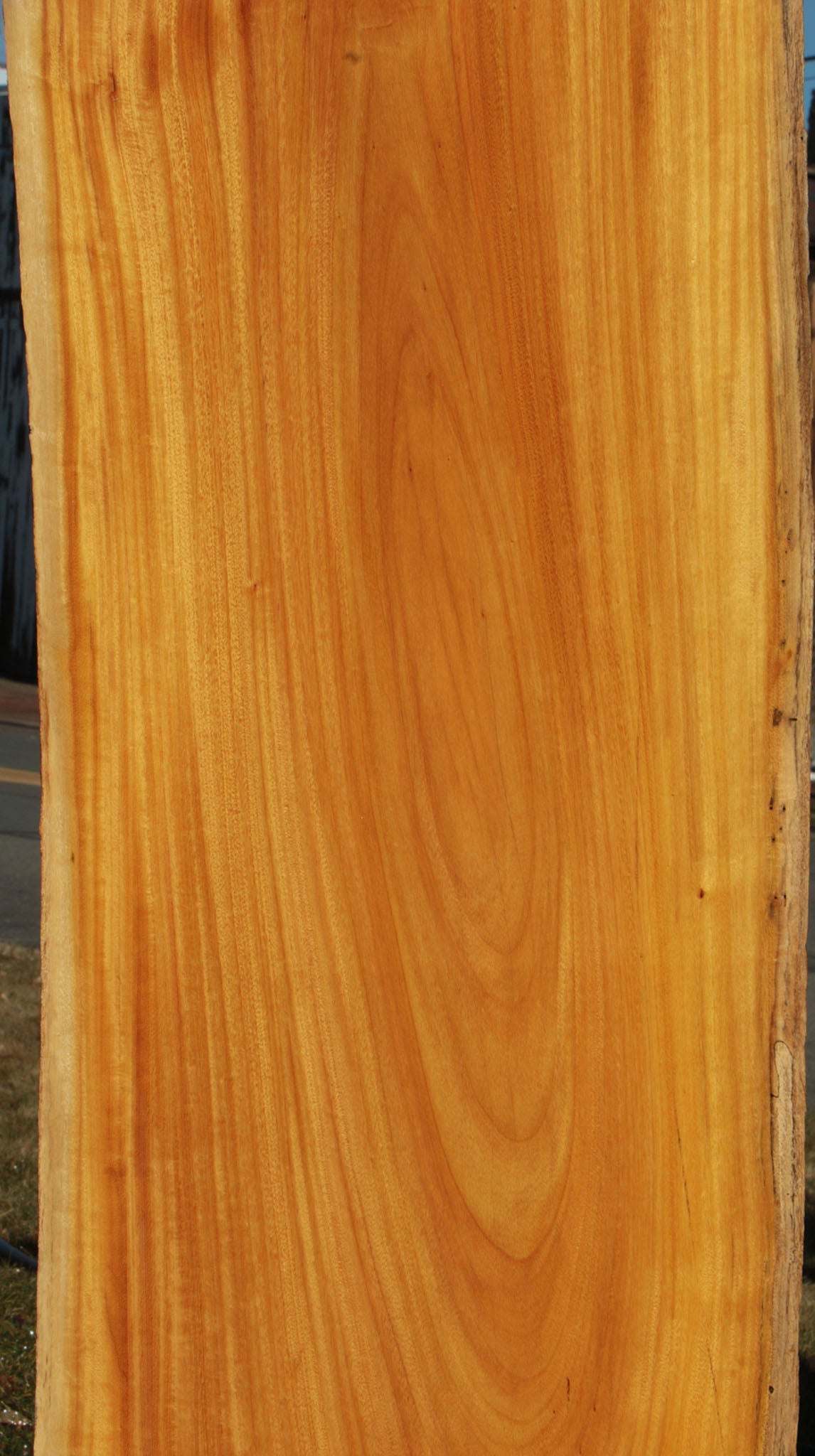 Argentine Osage Orange Live Edge Lumber (Free Shipping Excluded)
