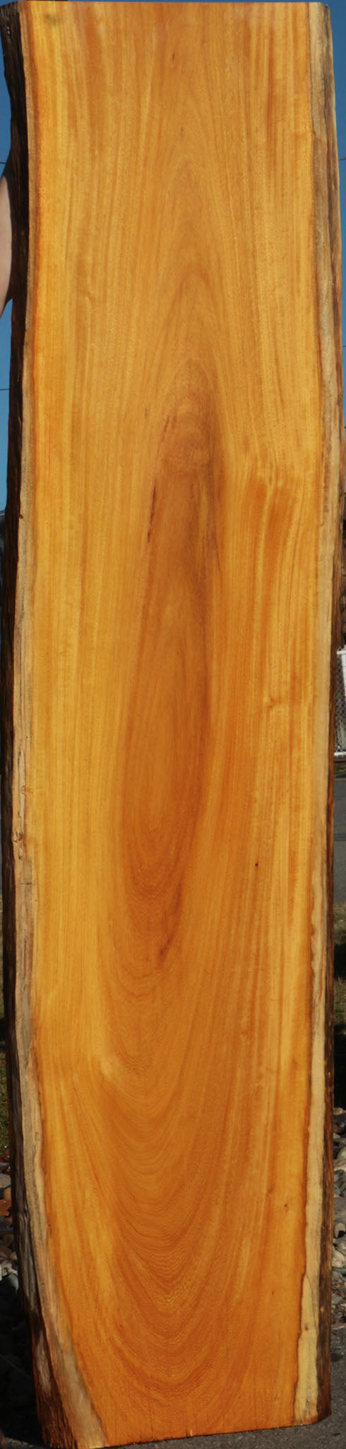Argentine Osage Orange Live Edge Lumber (Free Shipping Excluded)