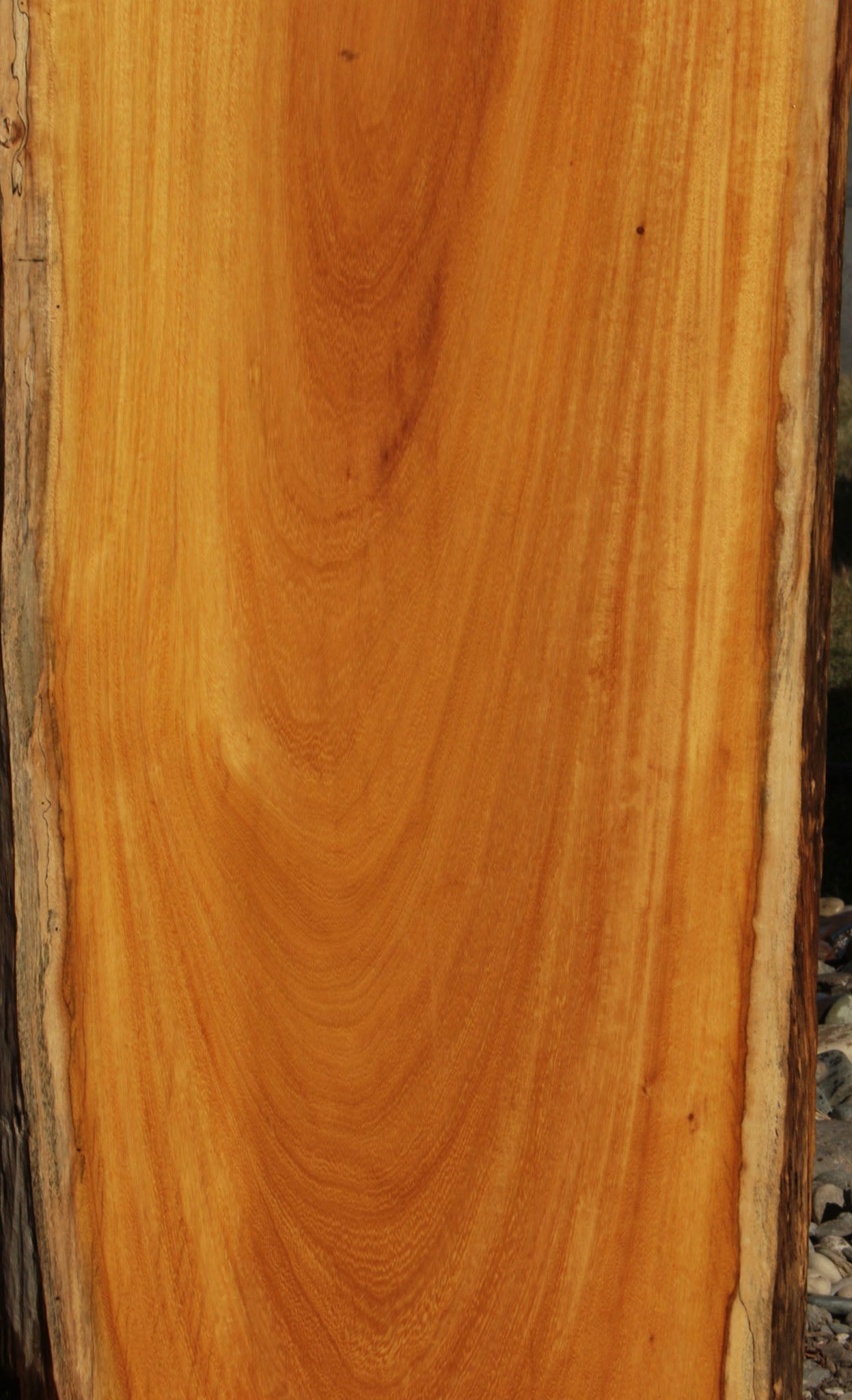 Argentine Osage Orange Live Edge Lumber (Free Shipping Excluded)