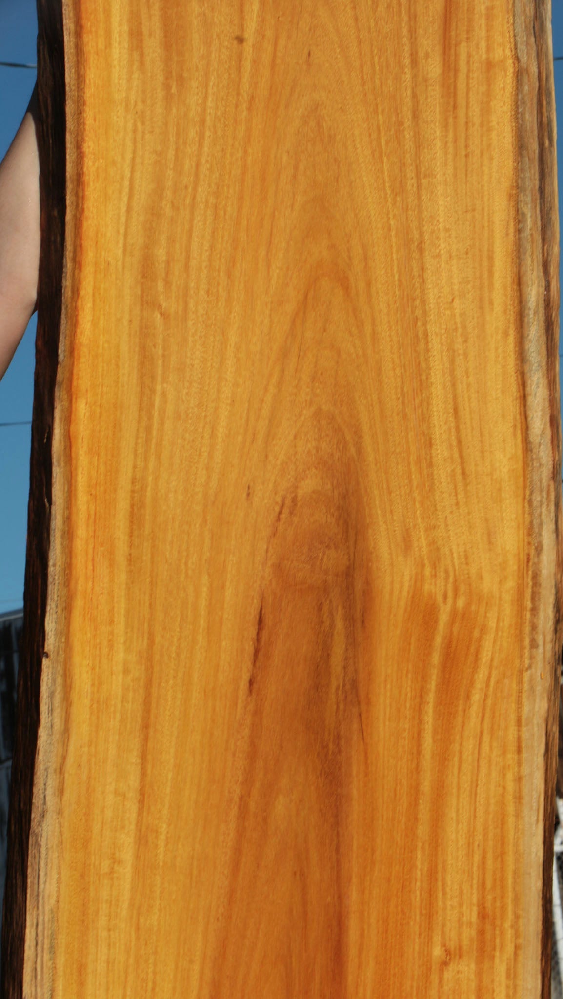 Argentine Osage Orange Live Edge Lumber (Free Shipping Excluded)