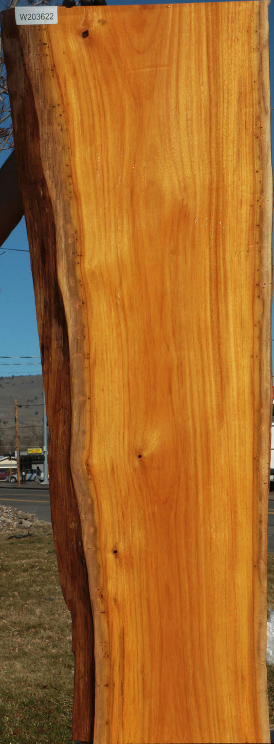 Argentine Osage Orange Live Edge Lumber