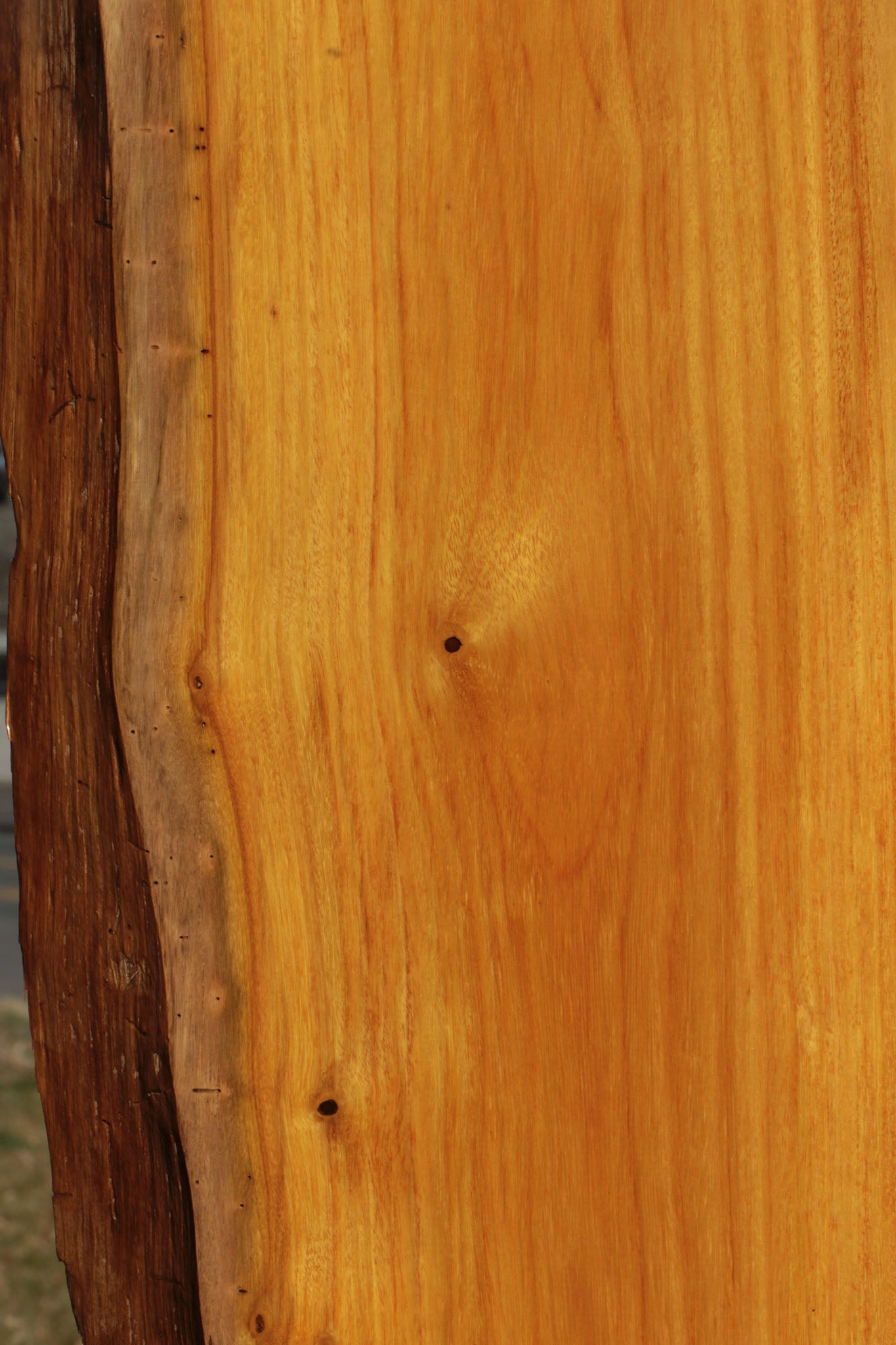 Argentine Osage Orange Live Edge Lumber