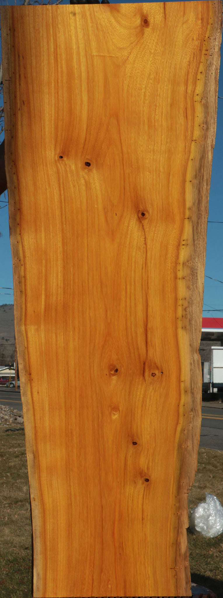 Argentine Osage Orange Live Edge Lumber