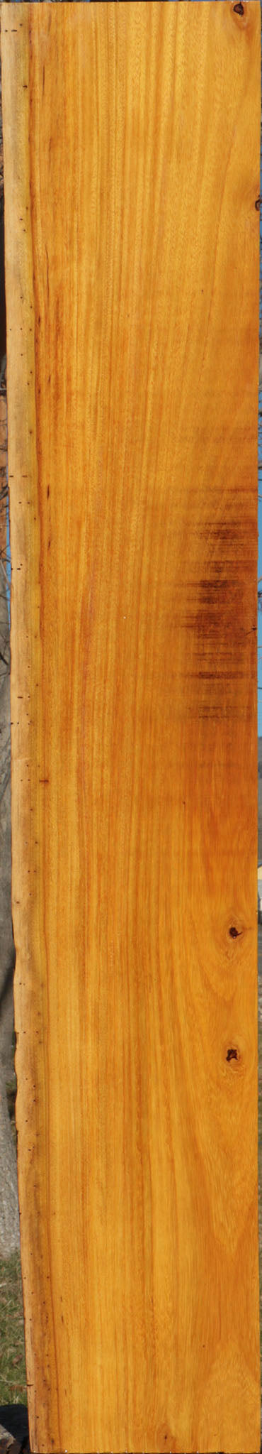Argentine Osage Orange Live Edge Lumber