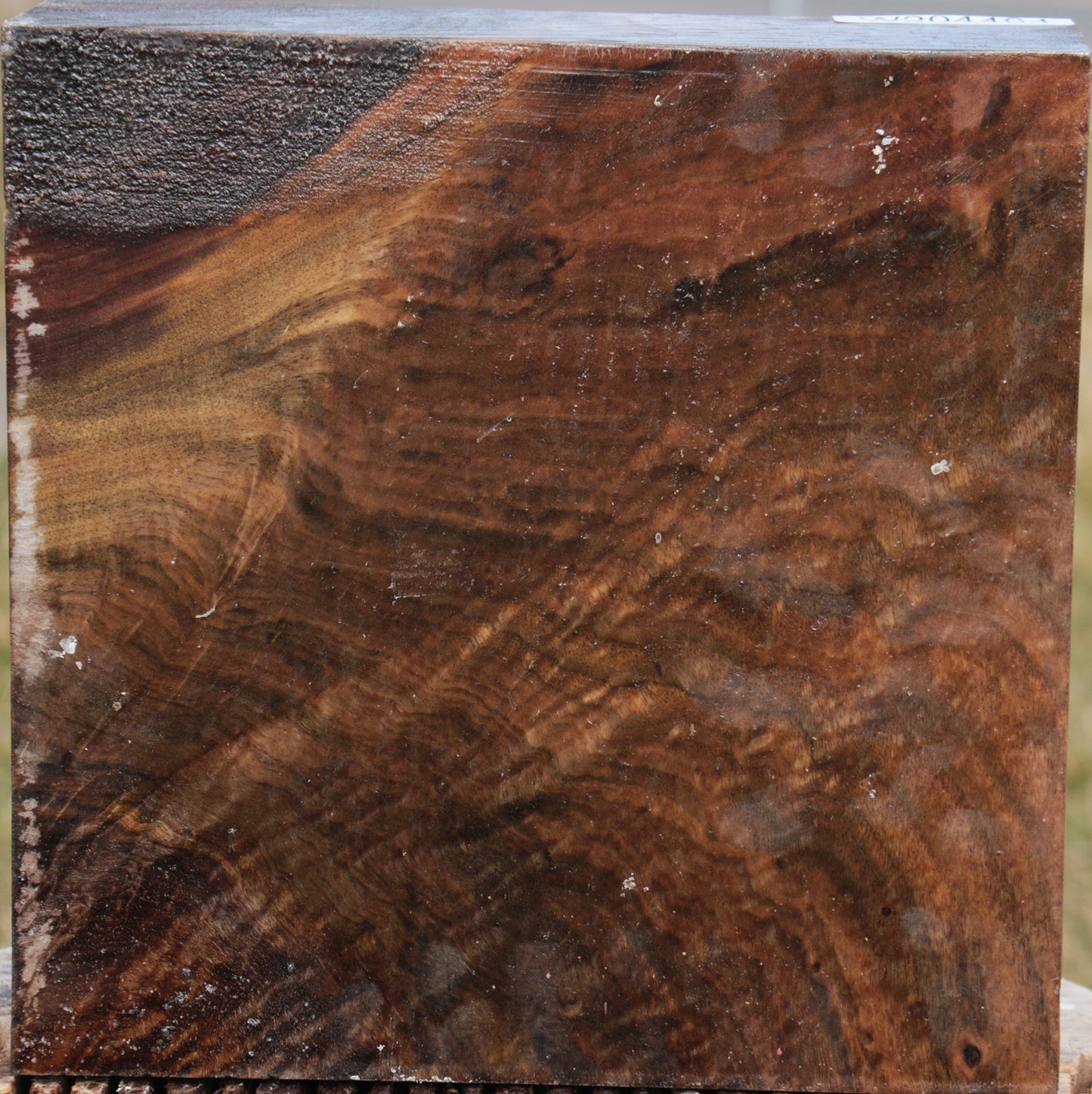 Crotchwood Claro Walnut Bowl Blank