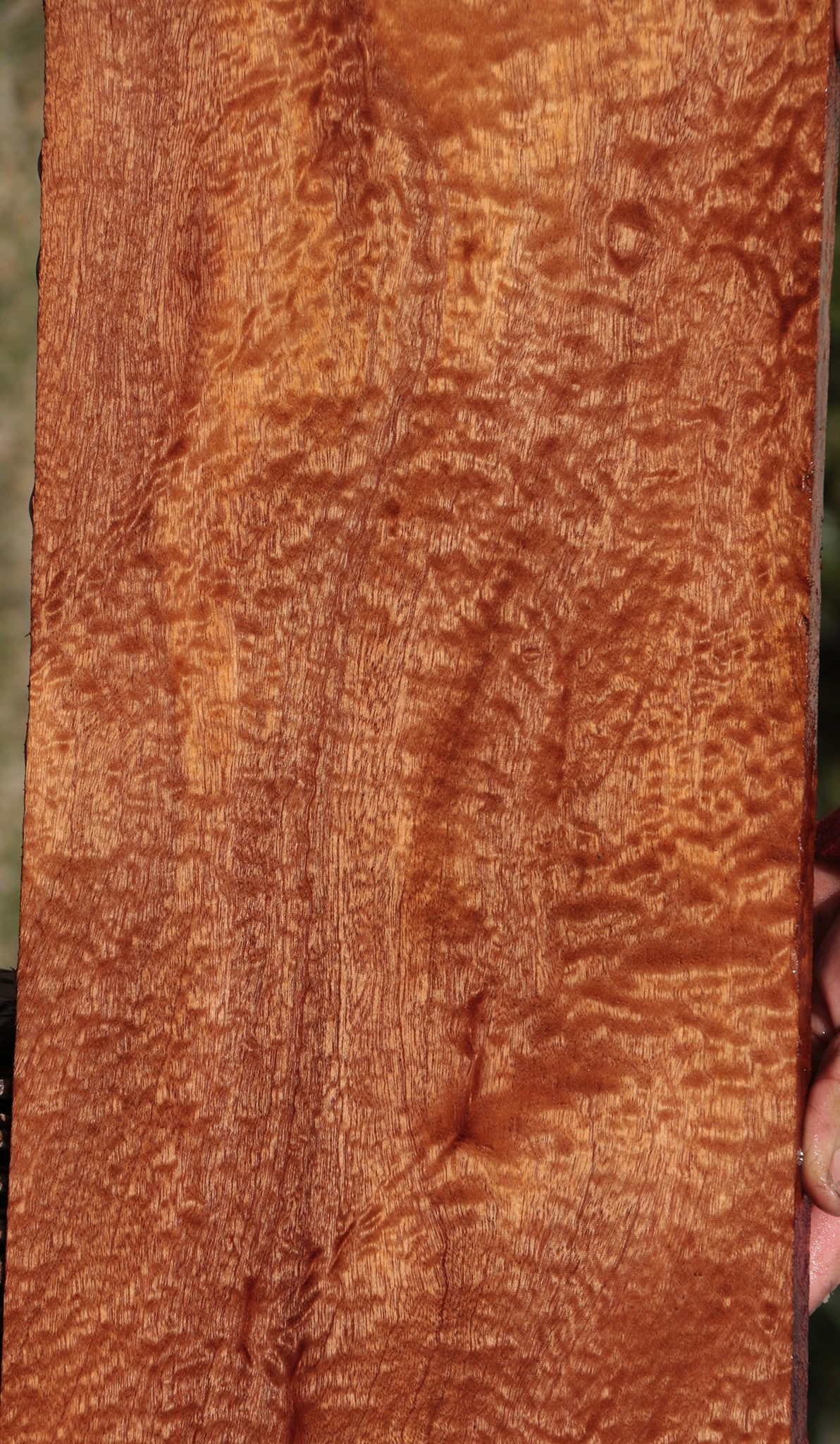 Exhibition Sapele Lumber