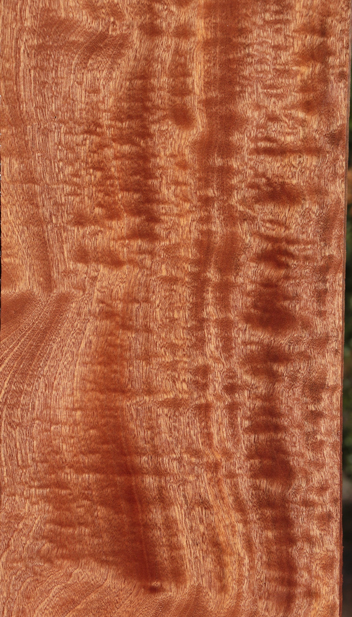 Exhibition Sapele Lumber