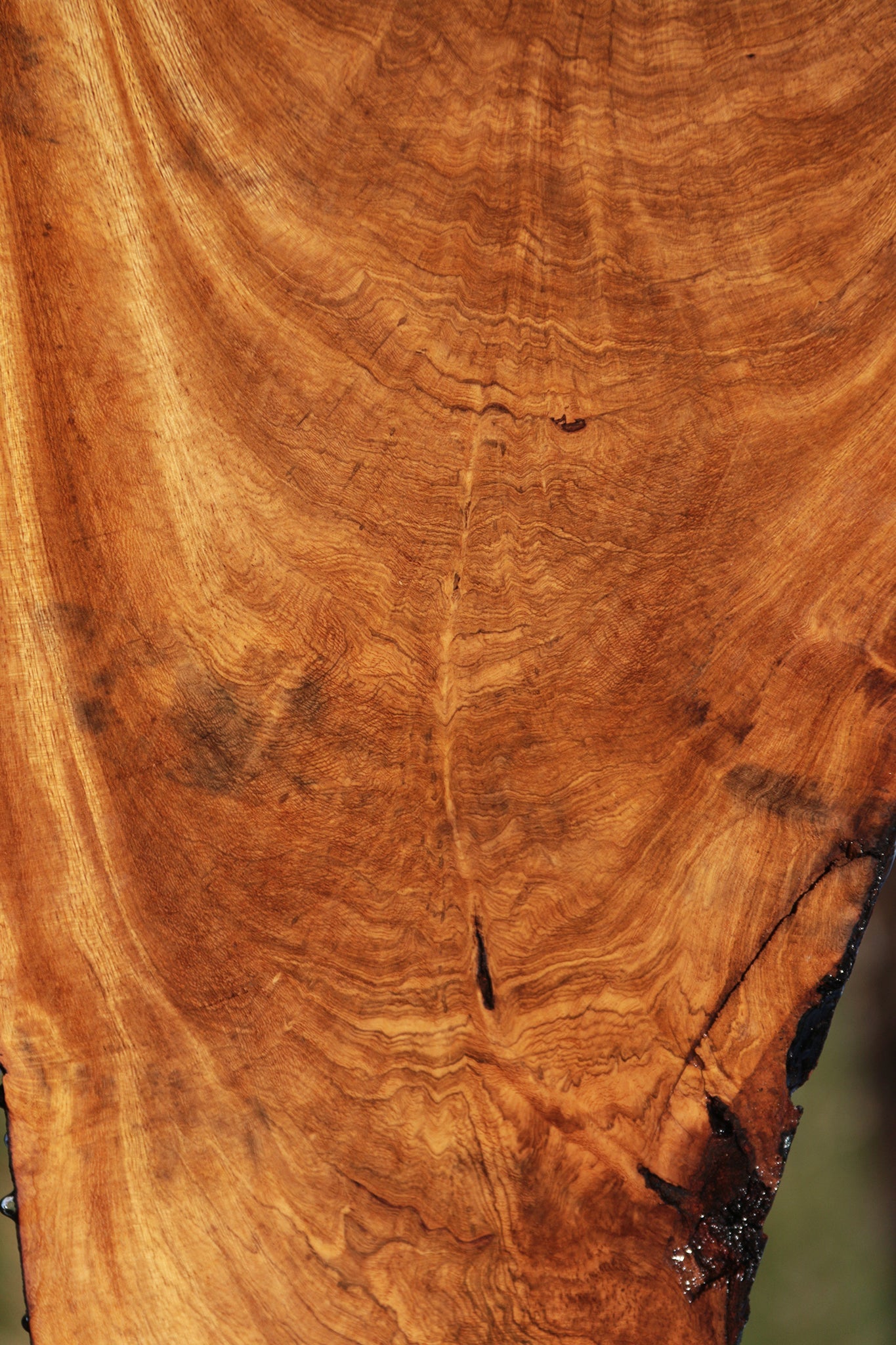 Extra Fancy Figured Crotchwood Cerejeira Live Edge Lumber
