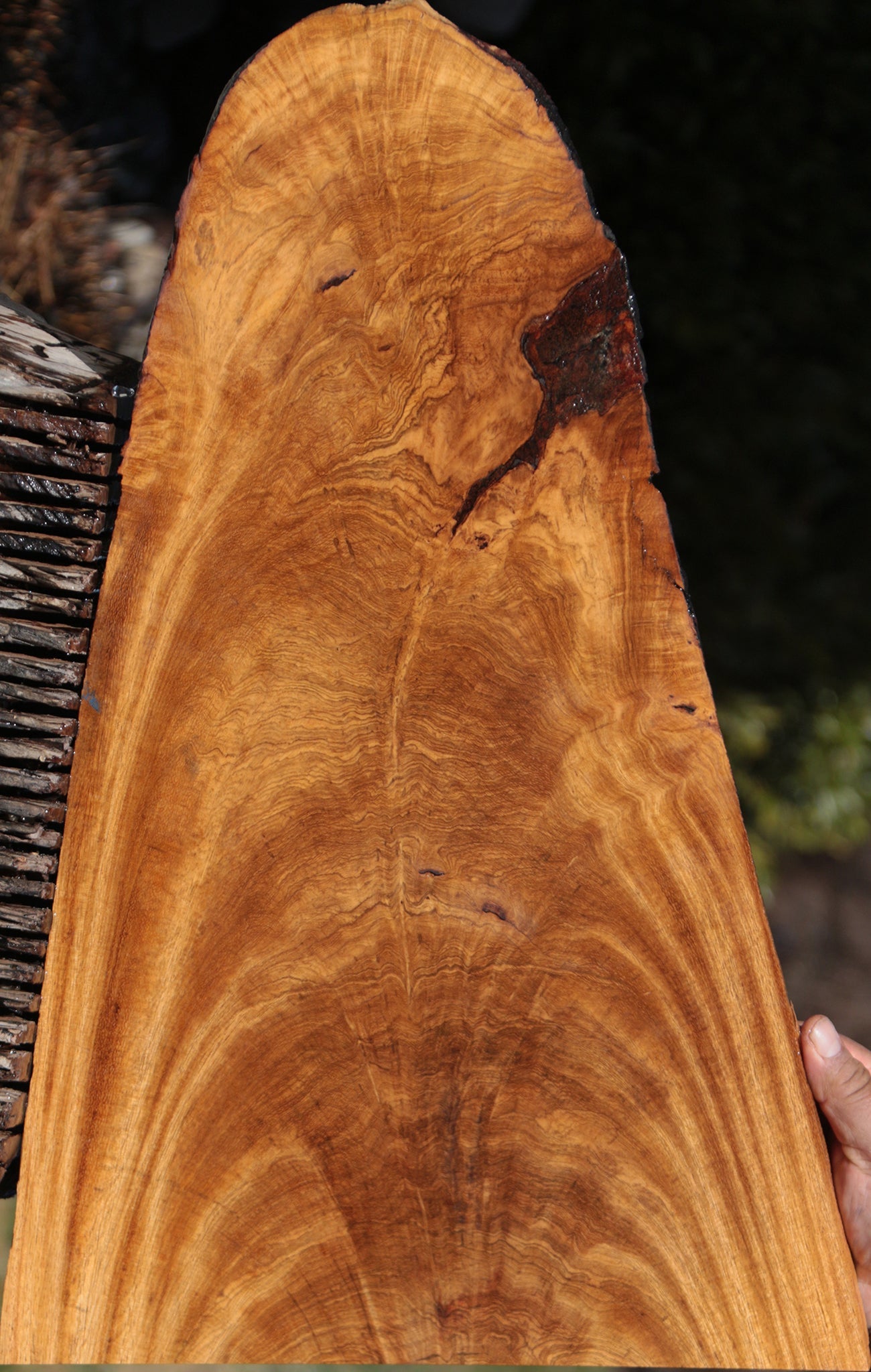 Extra Fancy Figured Crotchwood Cerejeira Live Edge Lumber