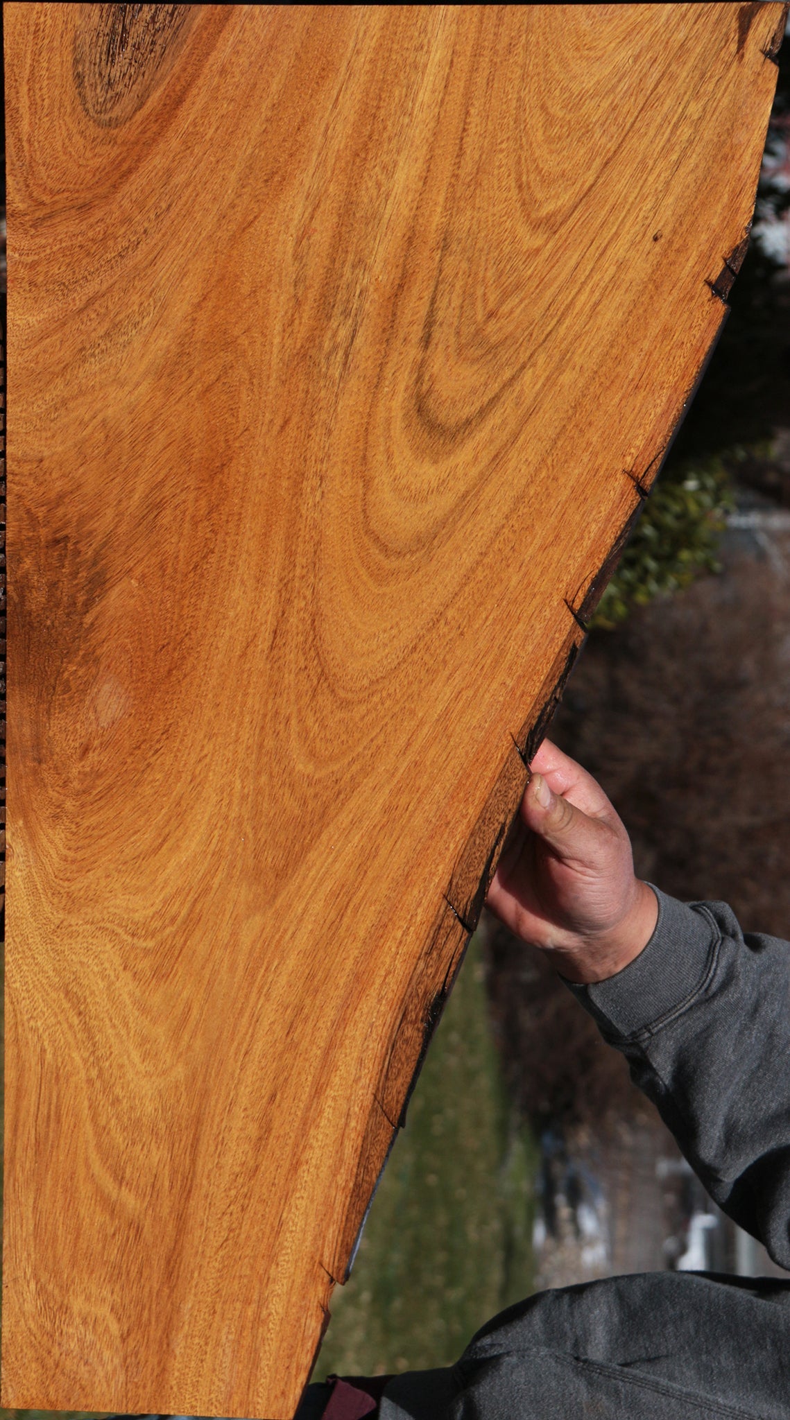 Extra Fancy Figured Crotchwood Cerejeira Live Edge Lumber
