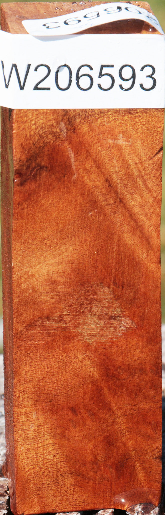 Camphor Burl Turning Square