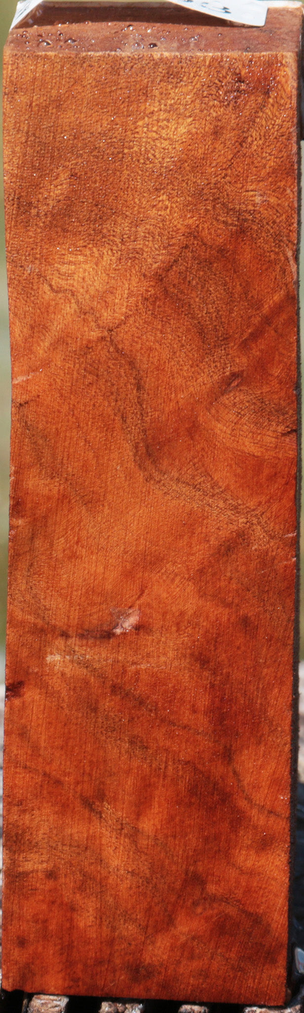 Camphor Burl Turning Square