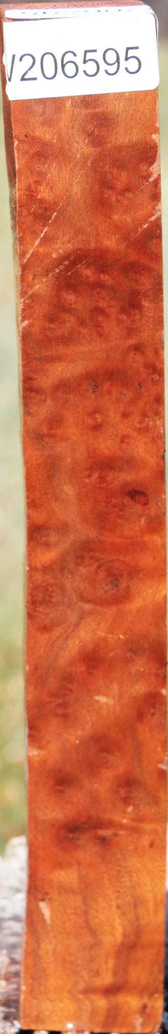 Camphor Burl Turning Square