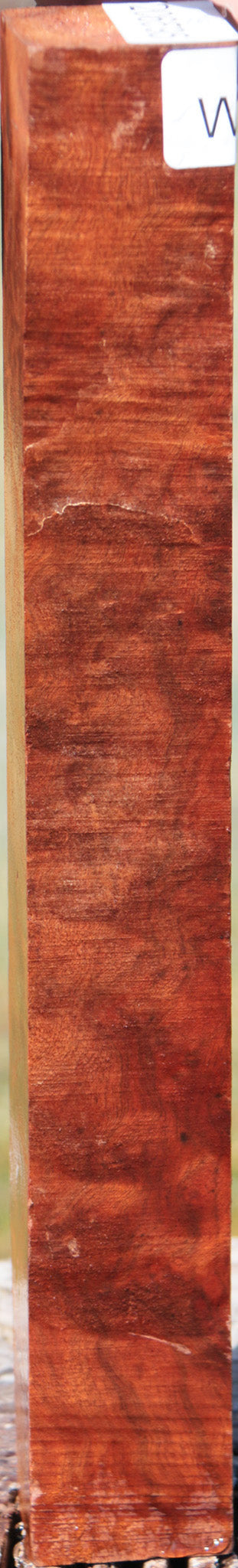 Camphor Burl Turning Square