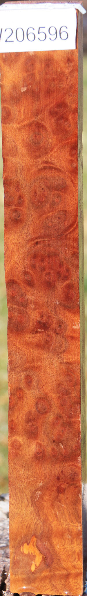 Camphor Burl Turning Square
