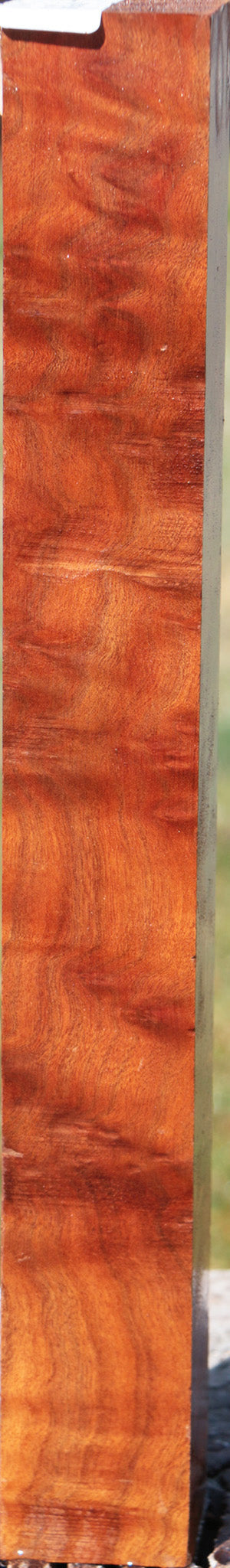 Camphor Burl Turning Square