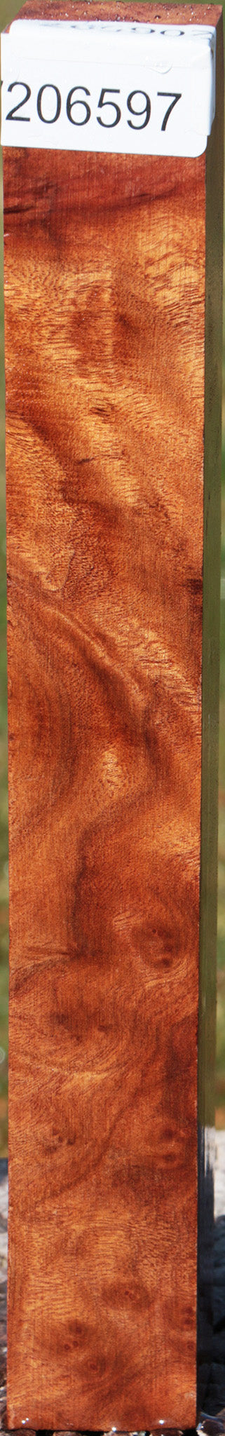 Camphor Burl Turning Square