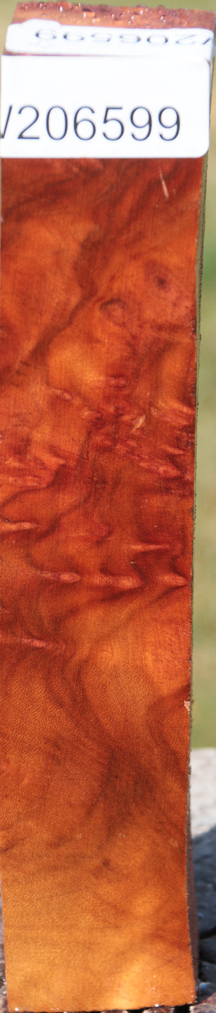 Camphor Burl Turning Square