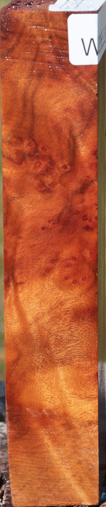 Camphor Burl Turning Square