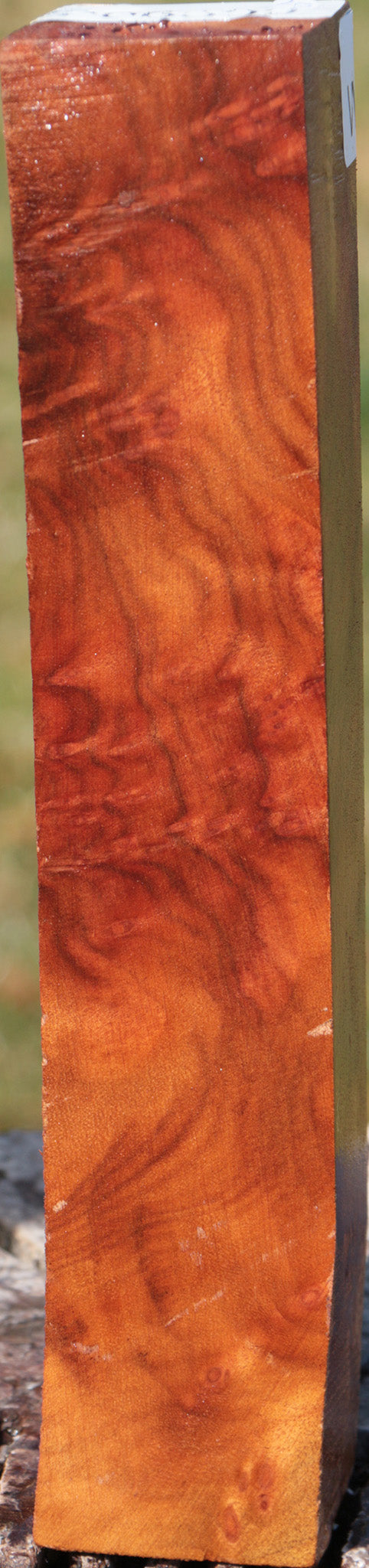 Camphor Burl Turning Square