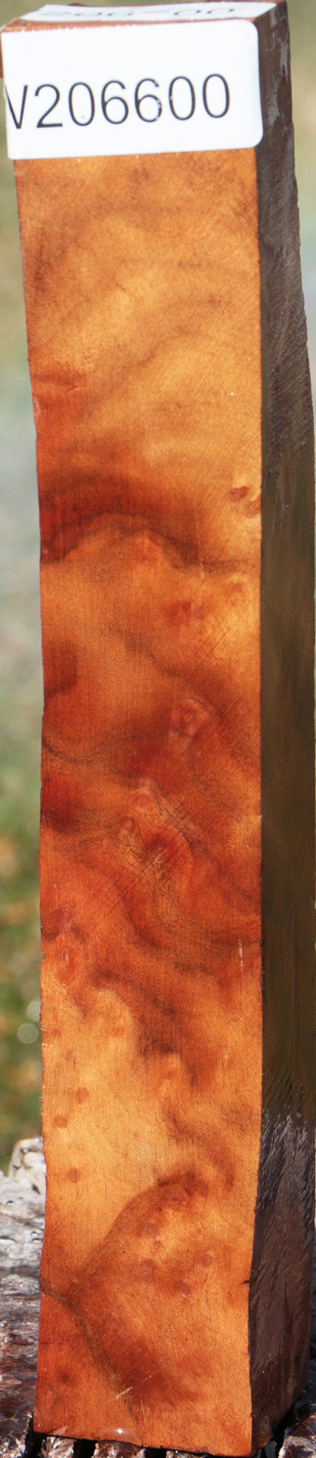 Camphor Burl Turning Square